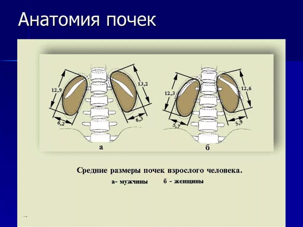 Размеры почек на кт. Нормальные Размеры почек на кт. Размеры почек в норме на кт. Размер почки взрослого человека.