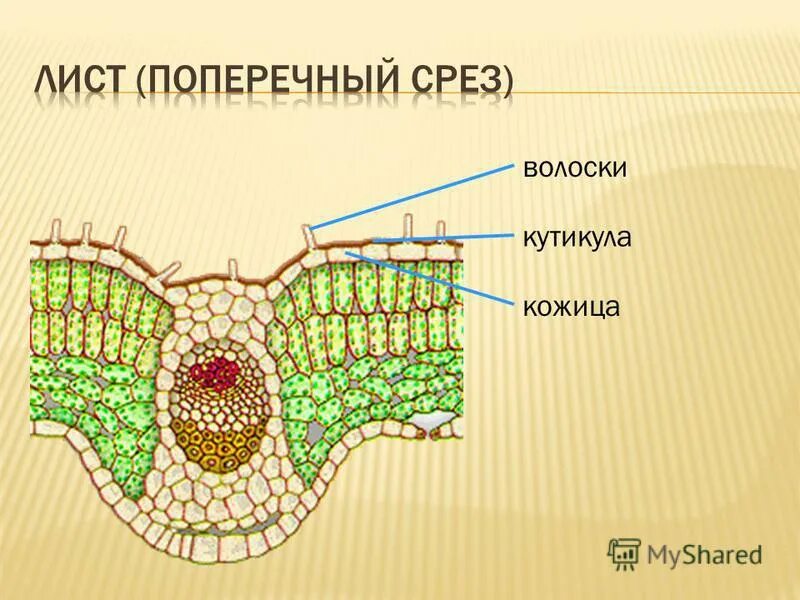 Кожица какая ткань у растений