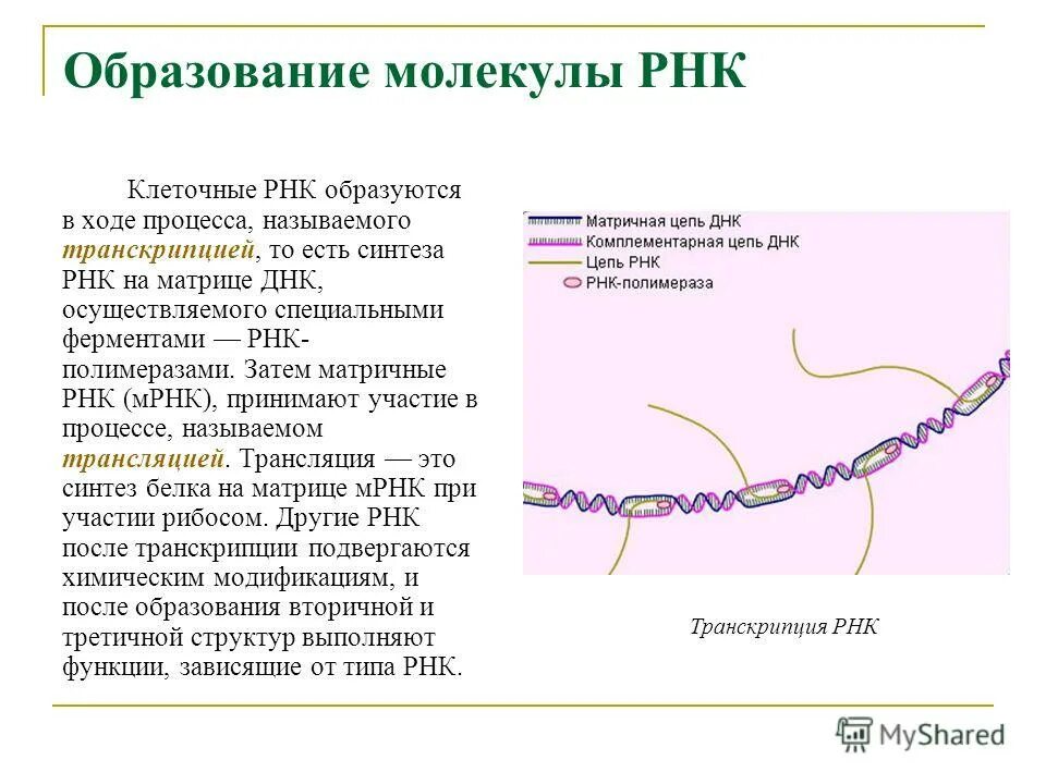 И рнк образуется в. Образование РНК. РНК образуется в процессе. Процесс образования РНК. Процесс образования РНК И ДНК.