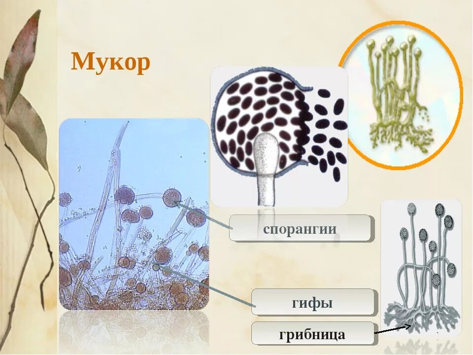 Пеницилл мукор спорынья. Mucor спорангии. Строение спорангия мукора. Строение мицелия мукора. Строение дрожжей и плесневелых грибов.