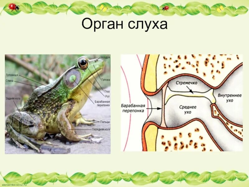 Орган слуха земноводных представлен