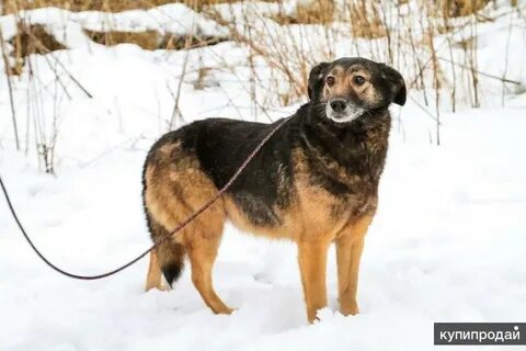 Собаки даров в руки