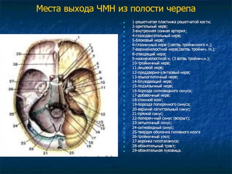 Топография Корешков черепных нервов. 12 Пар черепно-мозговых нервов анатомия на черепе. Череп анатомия 12 пар ЧМН. Основание черепа 12 пар ЧМН.