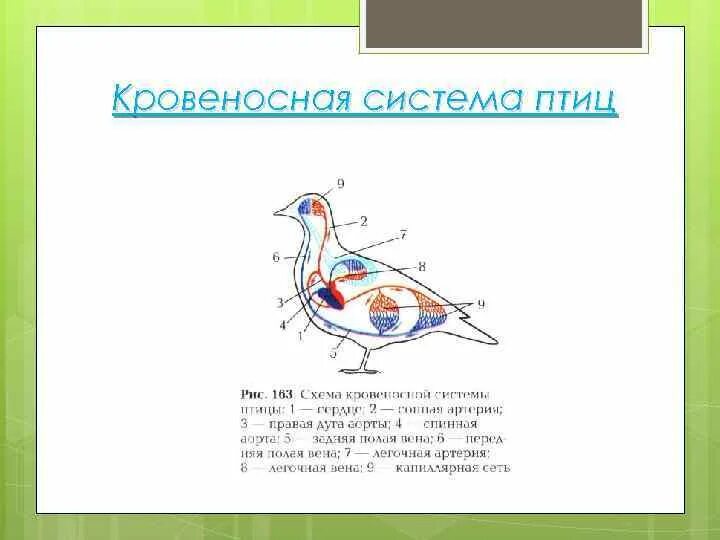 Кровеносная система птиц замкнутая. Кровеносная система птиц схема. Кровеносная система птиц 7 класс схема. Схема кровеносной системы голубя. Функции кровеносной системы у птиц.