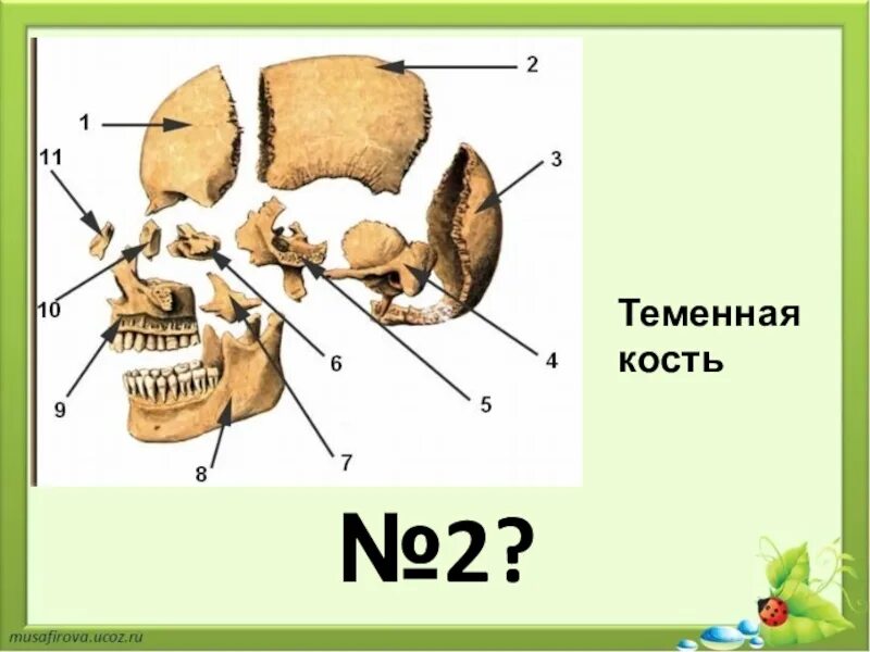 2 теменные кости. Строение теменной кости. Теменная кость кость кость. Теменная кость анатомия. Теменная кость черепа.