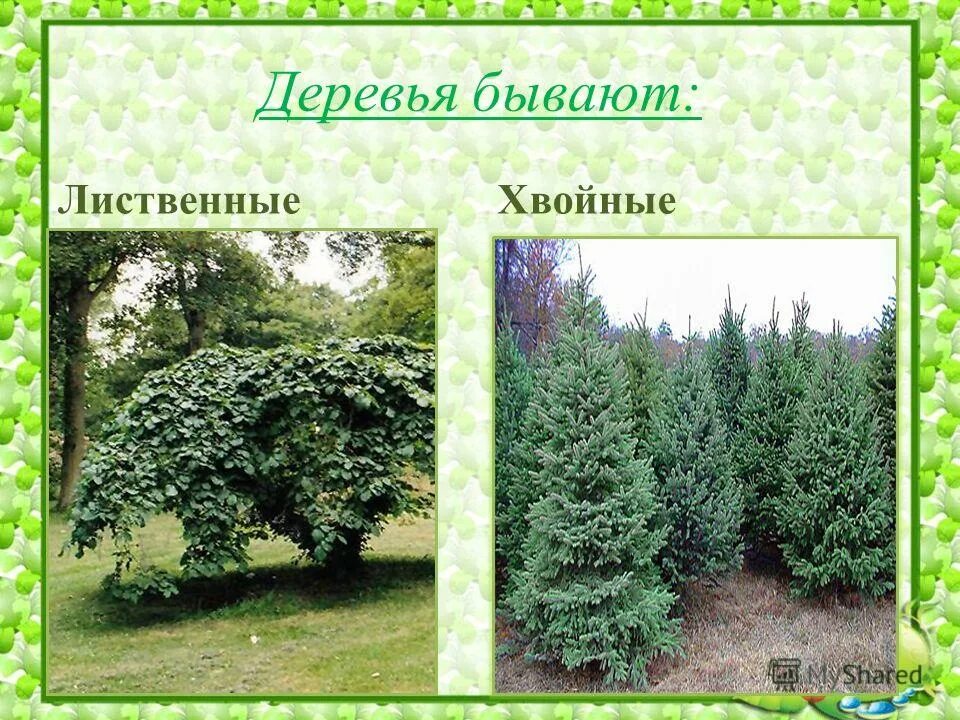 Кофе дерево или кустарник. Названия деревьев на английском. Дерево прилагательное. Названия деревьев на английском. Деревья для детей с названиями.