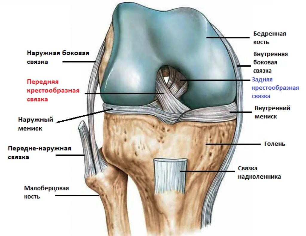 Симптомы крестообразной связки коленного сустава. Крестообразные связки колена анатомия. Мениск крестообразные связки коленного сустава. Задняя крестообразная связка коленного сустава анатомия. Анатомия внутренней боковой связки коленного сустава.