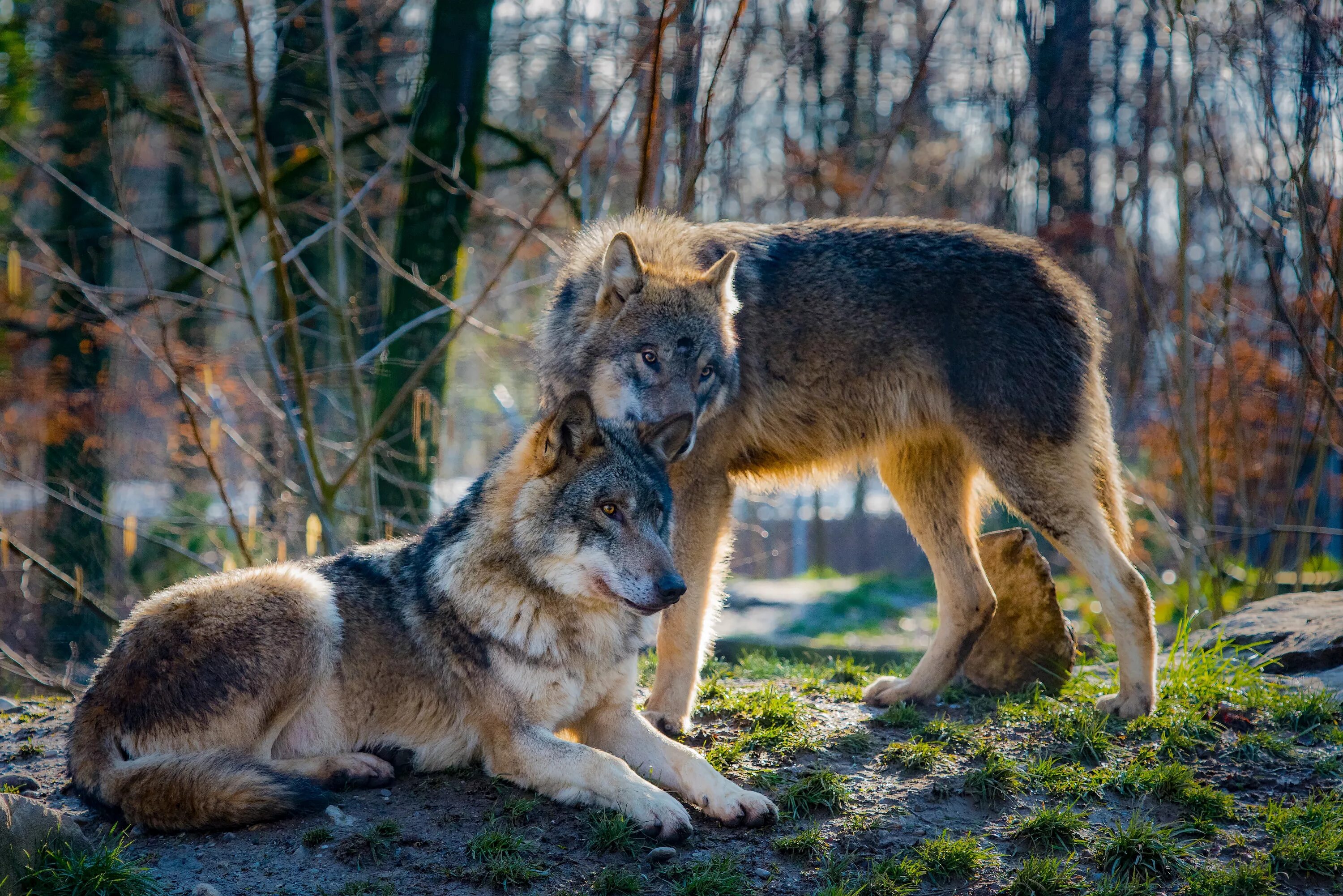 Волк. Волк и волчица. Волк в дикой природе. Дикие звери.