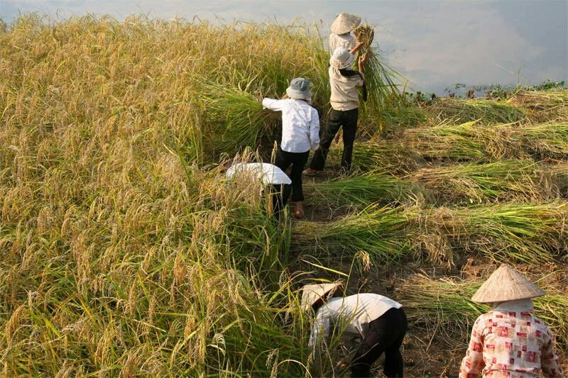 Покажи видео как выращивают. Лиманное рисоводство. Рисовые плантации в Индии. Плантации риса. Плантации риса в Индии.