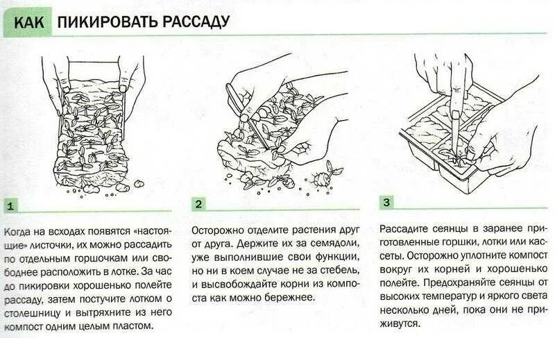 Пикировать рассаду что это