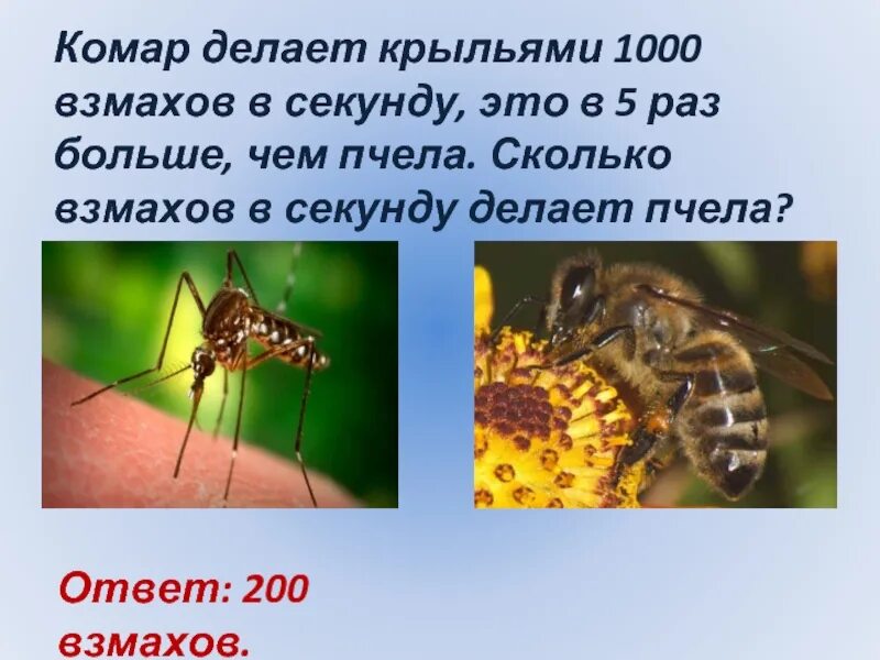 Сколько взмахов в секунду делает комар. Сколько делает взмахов комар. Сколько взмахов в секунду делает пчела. Сколько взмахов крыльями делает пчела. Сколько взмахов в секунду делает