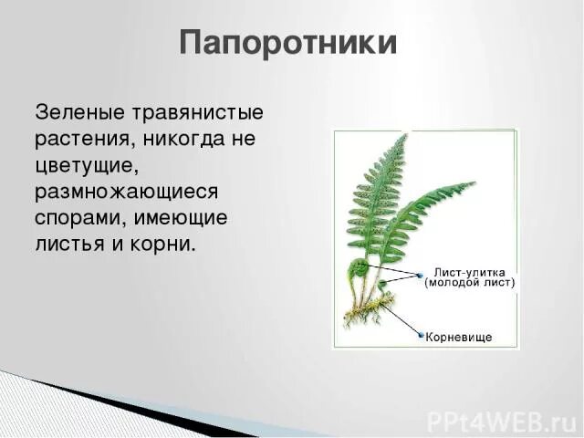 Папоротник травянистое растение. Папоротники имеют корни. Сообщение о папоротнике. Размножение спорами наличие листьев и стебля