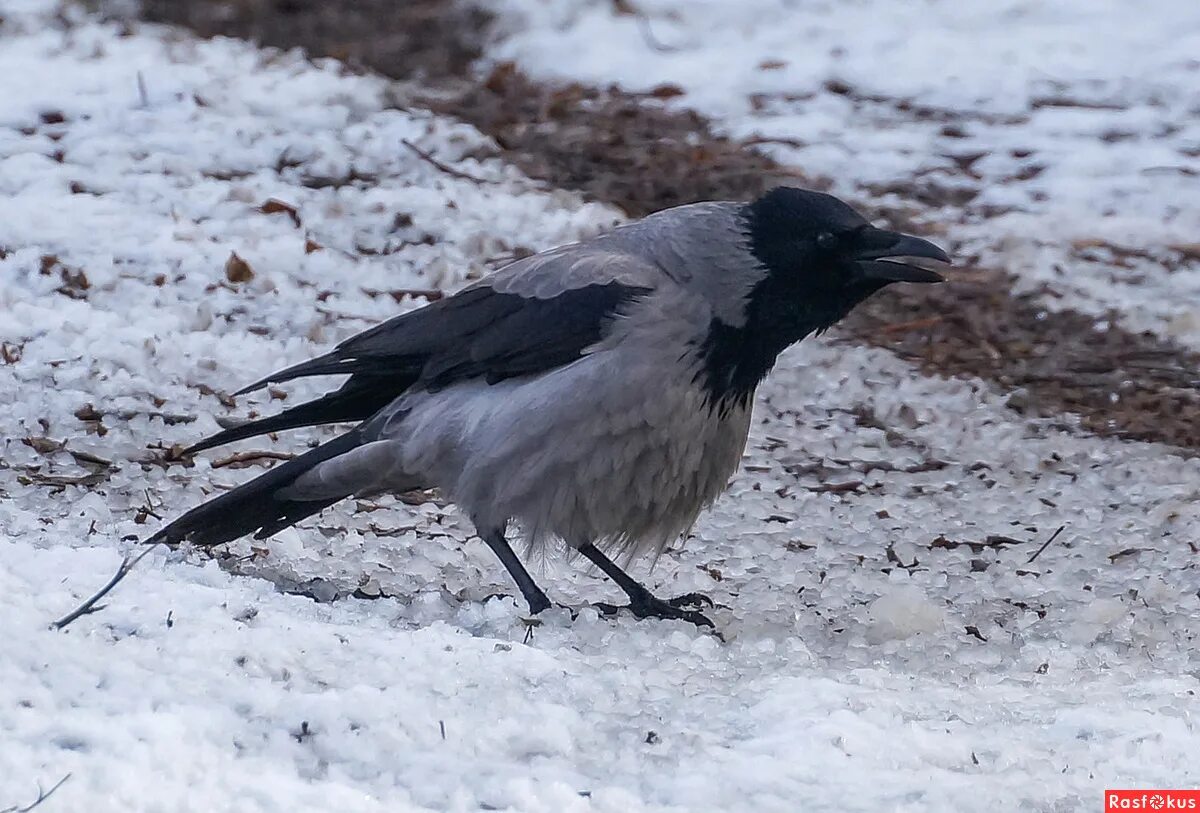 серый ворон 5 и 6. серая ворона самец и самка. серая ворона систематика. серый ворон 5 и 6. серая ворона.