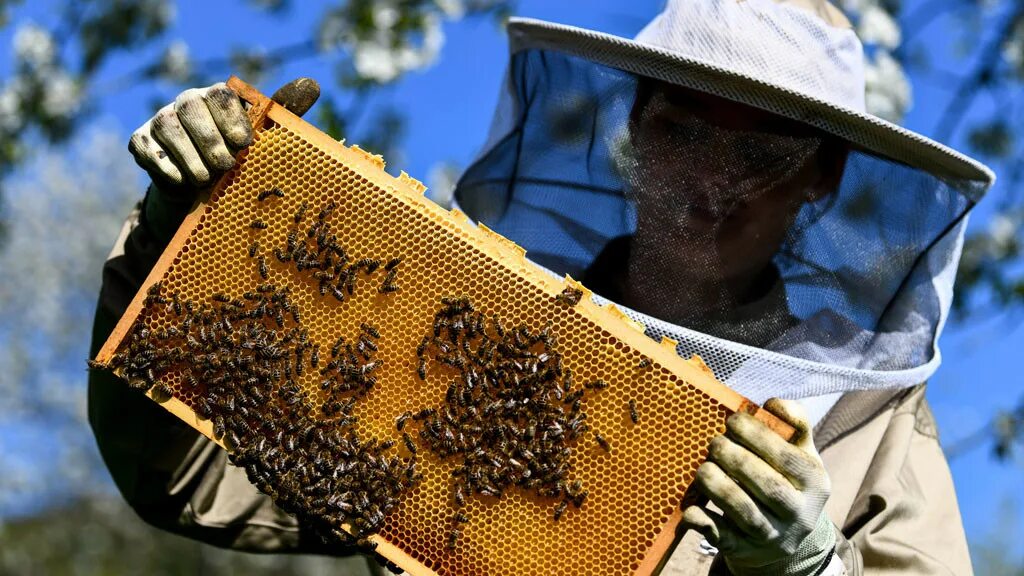 Пчелы гибнут. Пестициды и пчелы. Защита пчел от агрохимикатов. Исчезновение пчел. Пчеловодство вымерло.