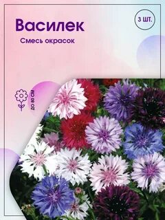 Васильки смесь