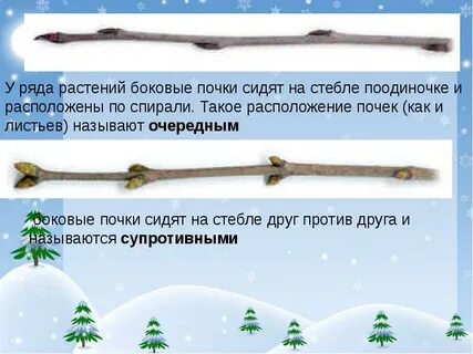 От неблагоприятных условий почку защищают