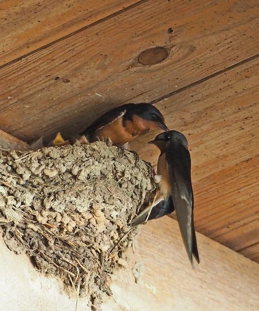 Гнезда птиц под крышей дома. Гнездо деревенской ласточки. Рыжепоясничная Ласточка на гнезде. Гнездо ласточки. Ласточки свили гнездо.