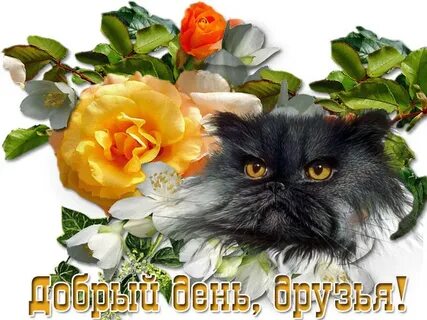 Картинки добрый день дорогой