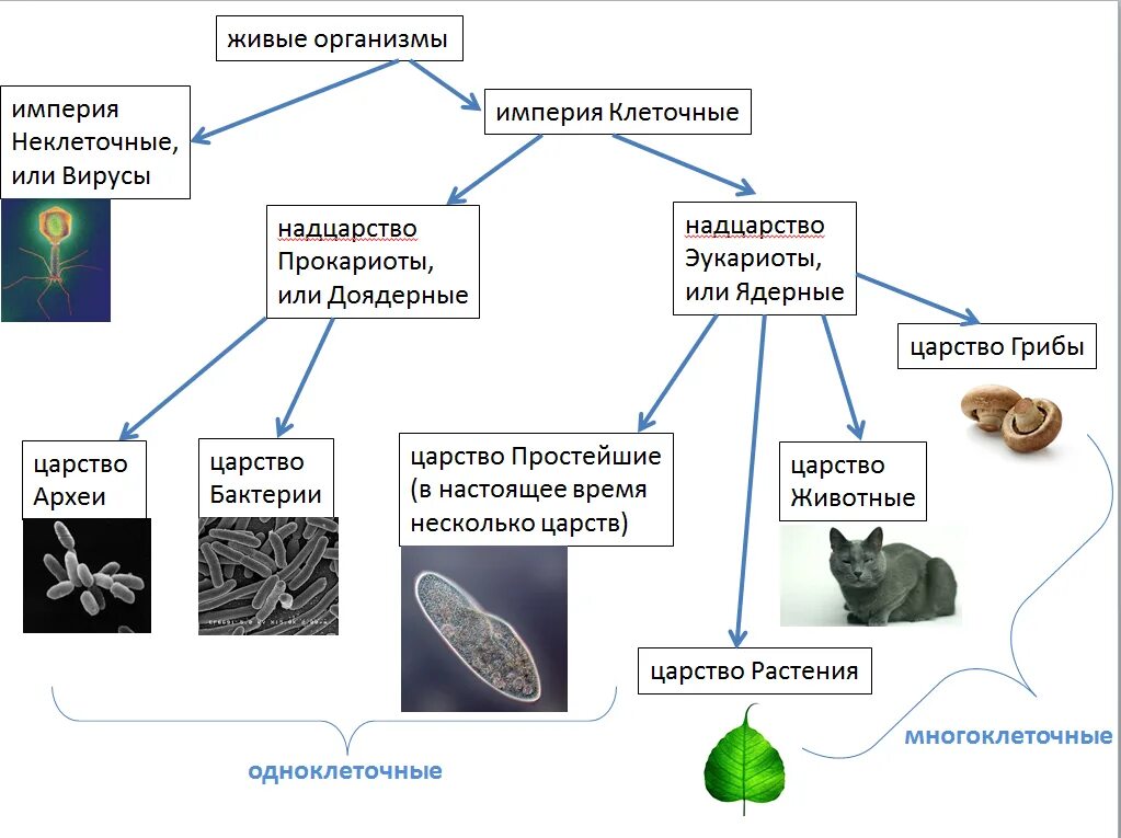 Живые организмы подразделяются на 5 Царств:. Классификация живых организмов 5 класс биология. Классификация животных растений бактерий грибов. Классификация живых организмов царства подцарства.