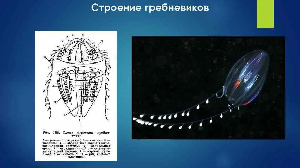 Прибалтийская гипотеза. Гребневики характеристика. Тип гребневики (Ctenophora). Гребневики симметрия. Нервная система гребневиков.