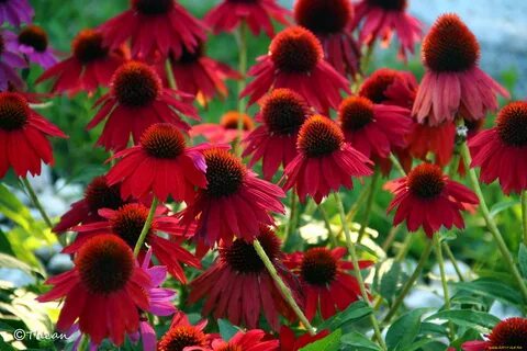 Эхинацея echinacea purpurea purpurea