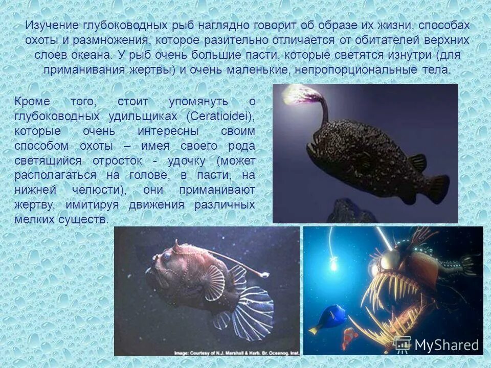 Почему обитатели живущие на дне океана испытывают. Глубоководные рыбы. Сообщение о глубоководных рыбах. Морские животные живущие на дне. Обитатели глубин океана.