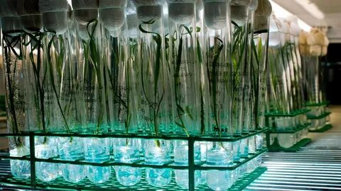 Plant tissue culture