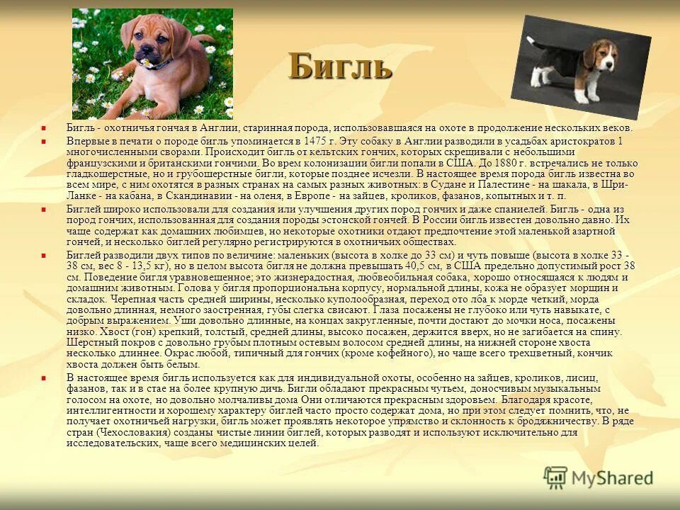 бигль описание характера. бигль описание породы характер плюсы и минусы. бигль как ухаживать. бигль описание породы характер плюсы и минусы. параметры бигль собаки породы.