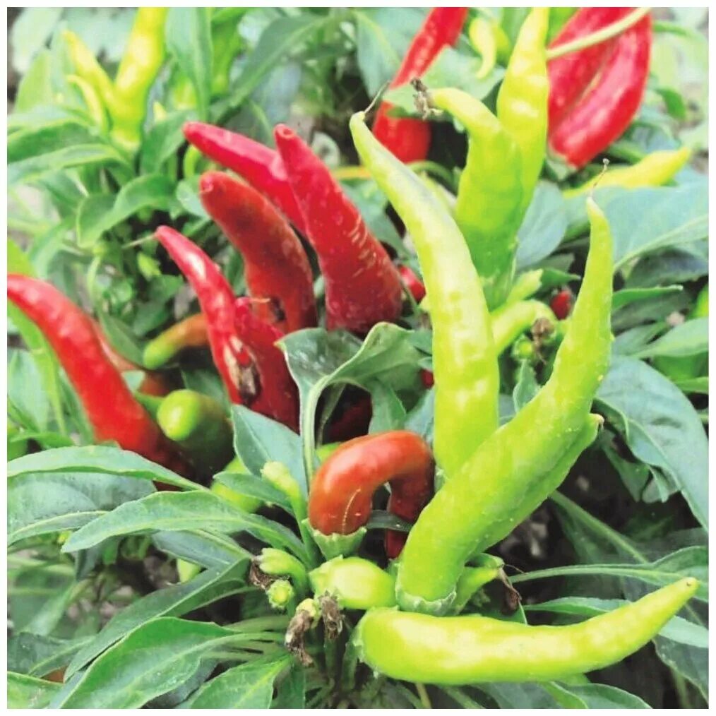 перец декоративный медуза горгона. комнатный перец медуза. семена острый перец медуза горгона. перец горгона острый. перец острый медуза горгона.