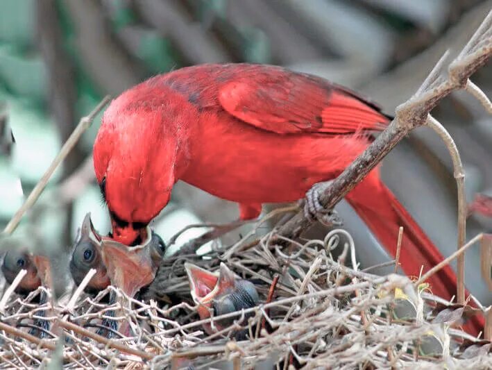 Попугайный Кардинал. Красный Кардинал гнездо. Красный Кардинал птенец. Кардинал птица гнездо.