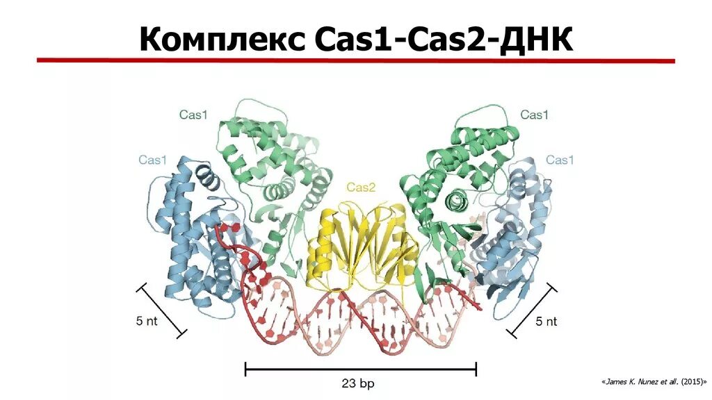 CAS белок. Разновидности белков CAS. Направляющая РНК. Участки бактерии КРИСПР. Первая группа белков