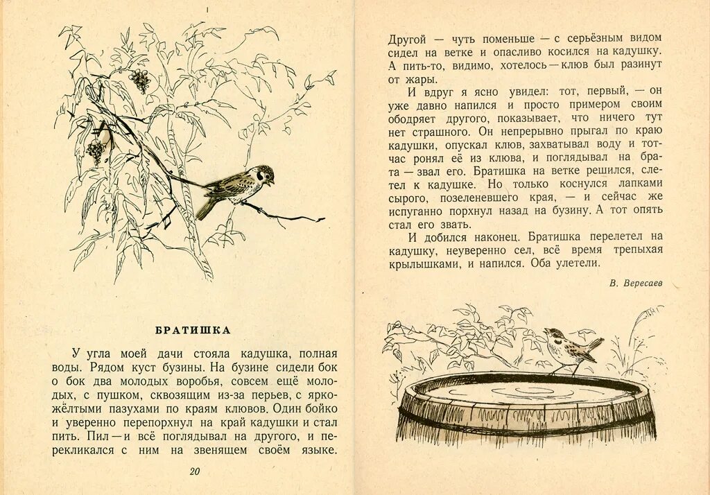 Братишка читать. Вересаев братишка. Рассказ братишка Вересаев. Братишка Вересаев иллюстрации. В Вересаев братишка текст.