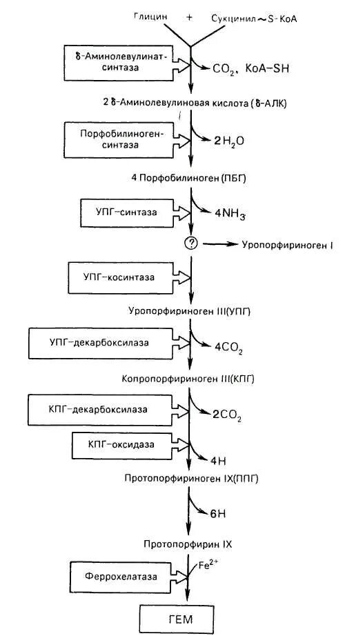 Синтез гему. Схема синтеза гемоглобина. Синтез гемоглобина биохимия схема. Синтез гема биохимия схема. Общая схема синтеза гемоглобина.