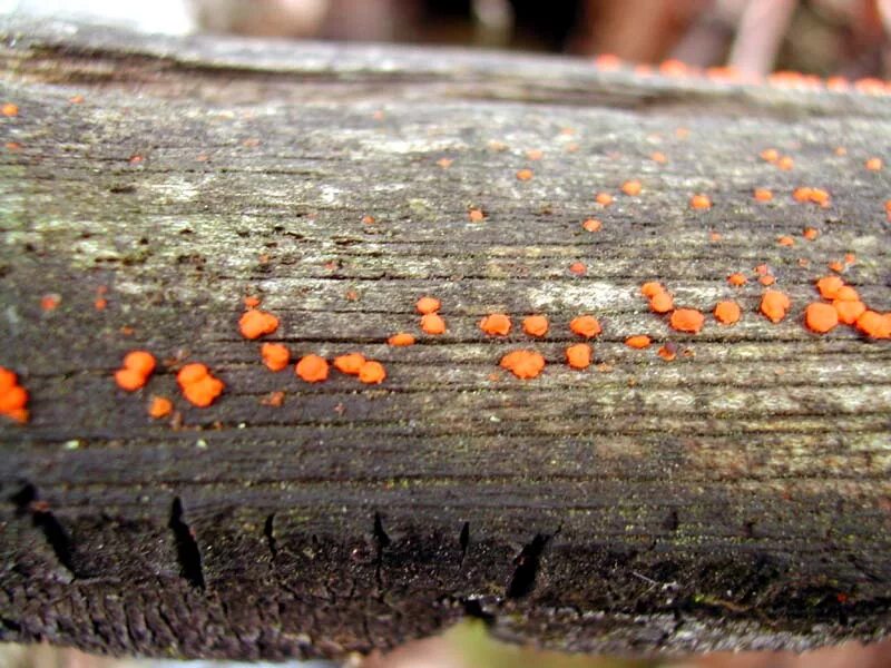 Пятна на стволе. Гриб Nectria cinnabarina. Нектрия киноварно-красная. Ржавчинные грибы. Ржавчинный гриб паразит.