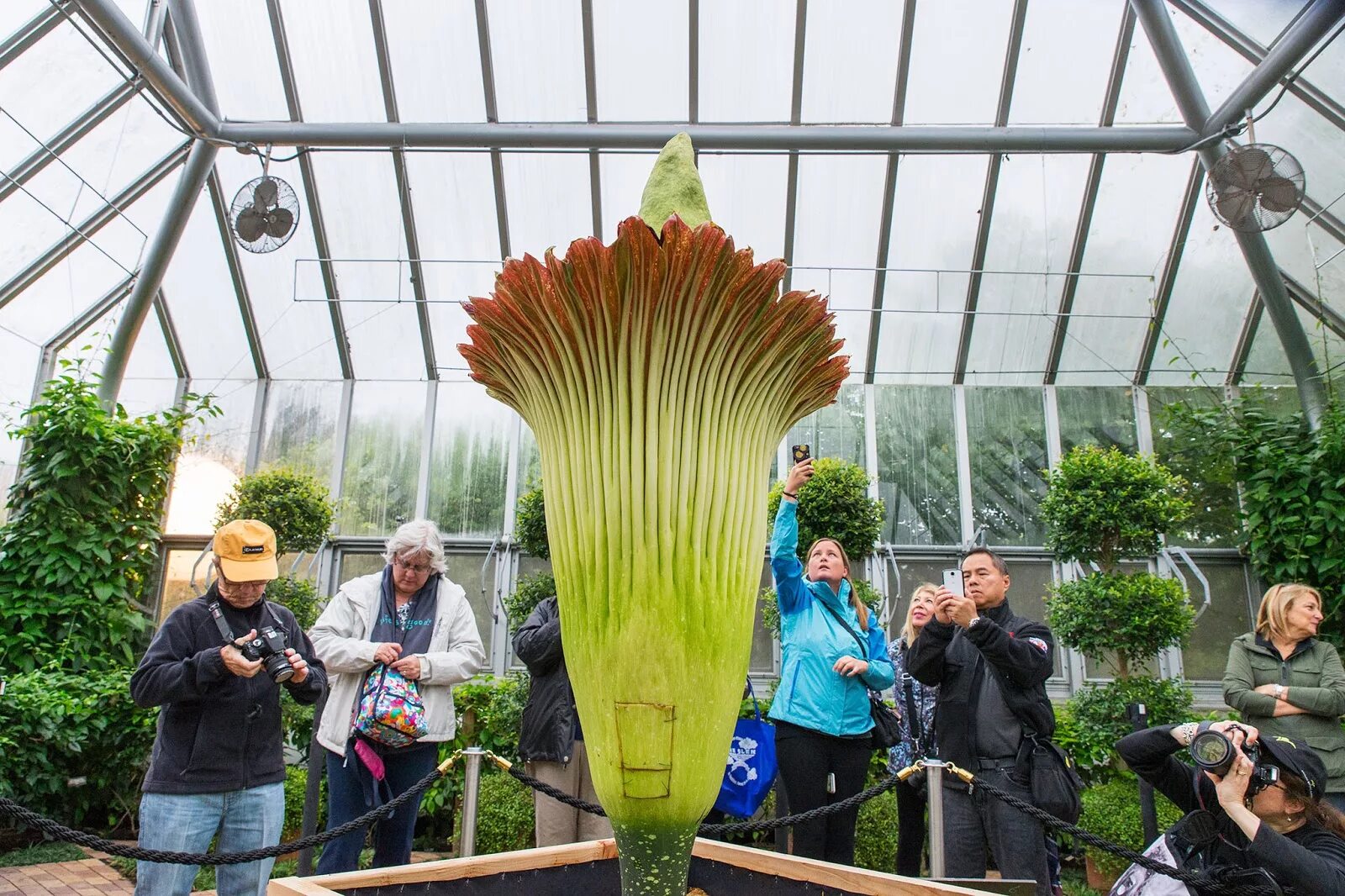 Аморфофаллус титанический (amorphophallus titanum). Аморфофаллус луковиценосный. Amorphophallus konjac корень. Гриб морской анемон. Аморфофаллус вонючий.