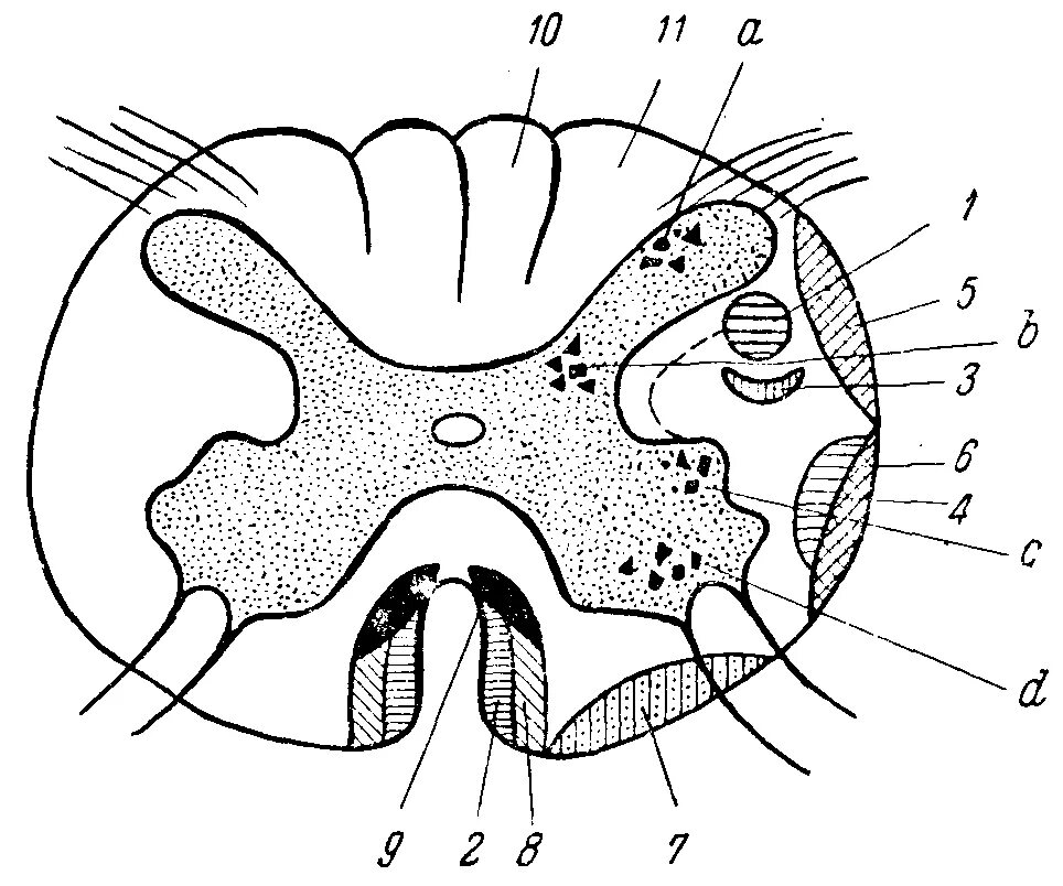 Как выглядит спинной мозг на поперечном. Поперечный разрез спинного мозга анатомия. Схема среза спинного мозга. Схема поперечного среза спинного мозга. Схема поперечного разреза спинного мозга.