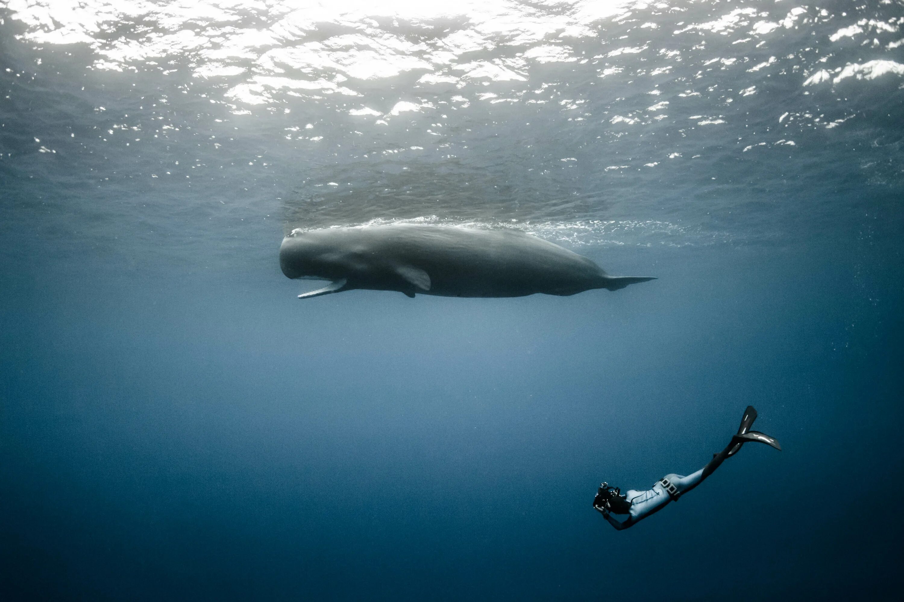Кит Кашалот. Китообразные Кашалот. Белый кит Кашалот. Самый большой кит Кашалот.