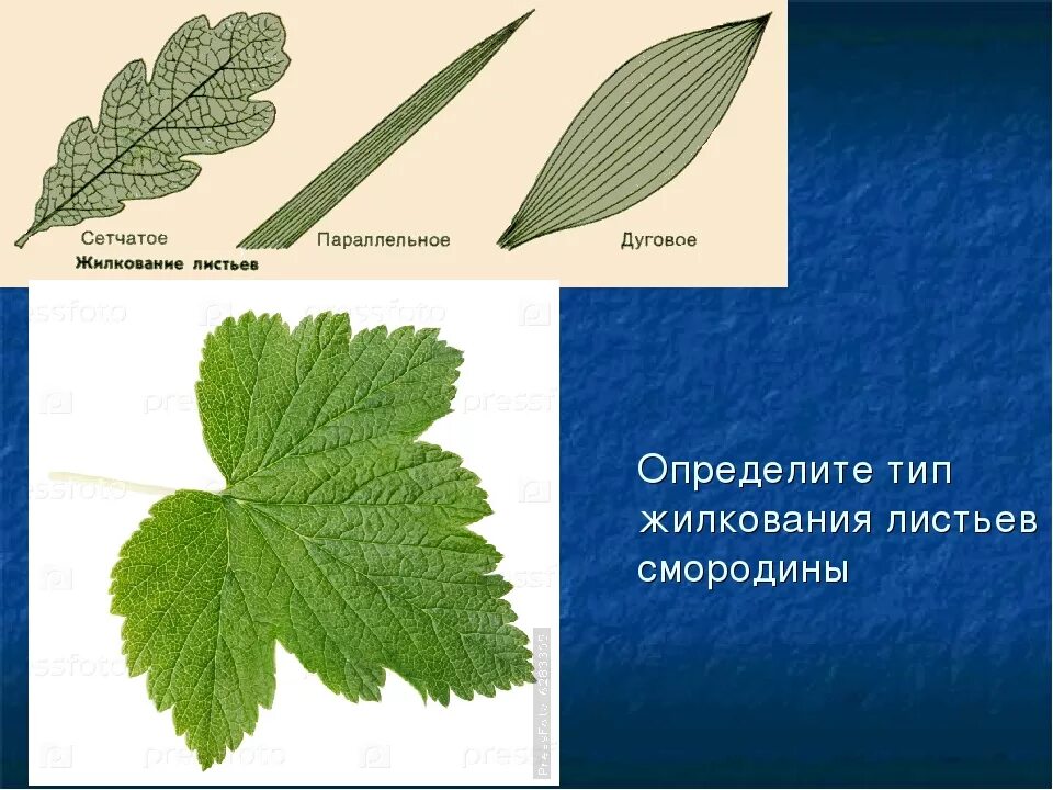 Тип листа жилкование листа форма листа. Лист смородины жилкование листа. тип жилкования листа смородины. калина жилкование листа. тип жилкования у калины.