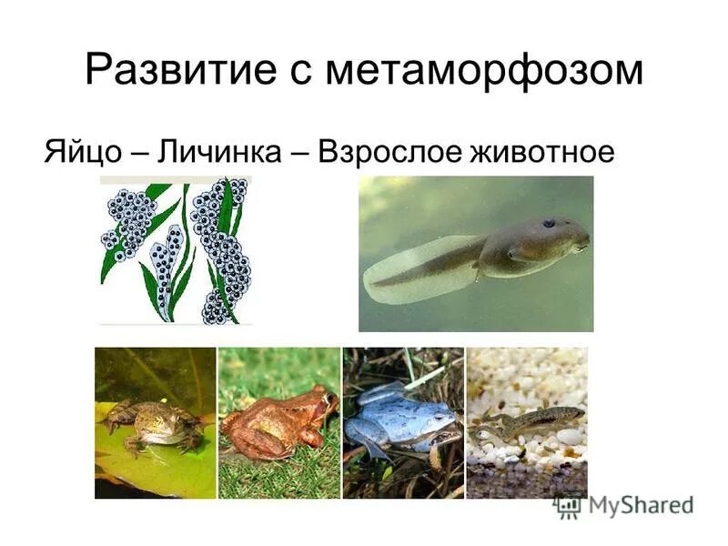 развитие насекомых с полным превращением. личинка гусеница куколка. яйцо личинка взрослое животное. стадии развитиянасемых. постэмбриональное развитие с неполным превращением.