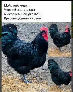 Австралорп куры описание породы фото