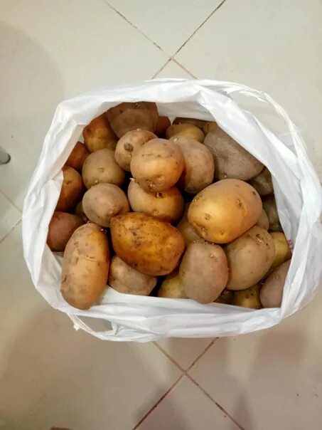 Картофель на продажу фото Картошка купить в Подольске, цена 20 руб., продано 2 сентября 2018 Продукты