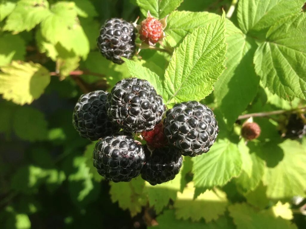 Малина кумберленд куст. Кумберленд сорт. Малина черноплодная кумберленд. Ежевика кумберленд. Кумберленд сорт.
