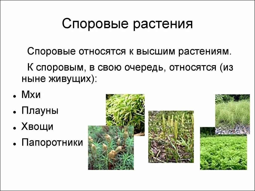 Мохообразные относятся к высшим споровым растениям. Перечень споровых растений. Высшие споровые растения. Высшиесплровые растения. Споповвк растенмя.