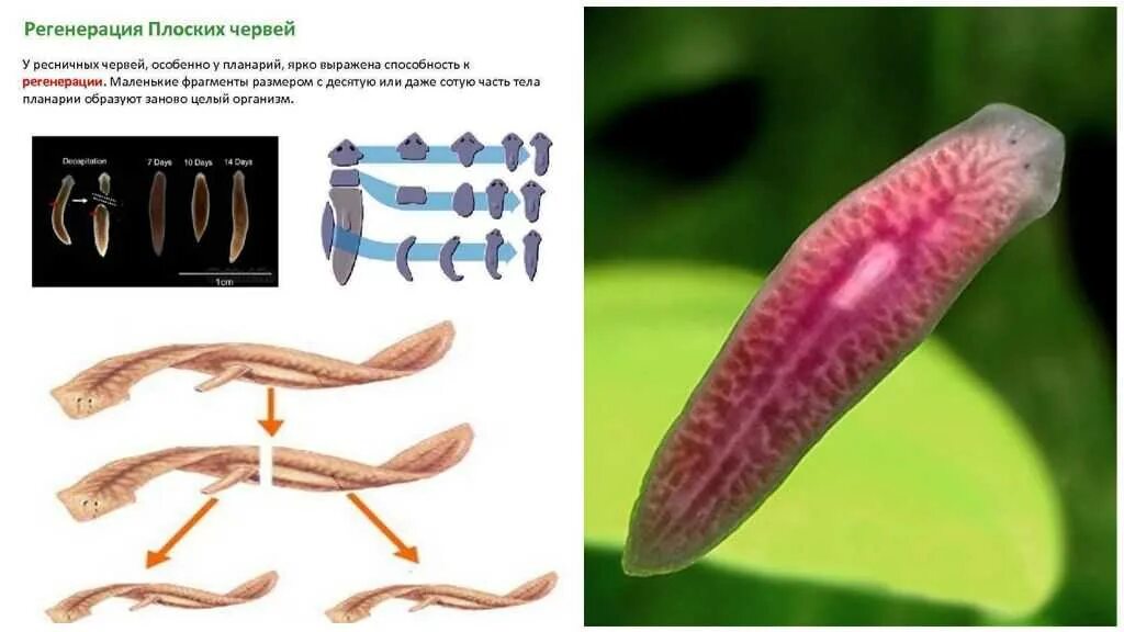 Развитие с метаморфозом дождевой червь. Черви червяк планария. Плоские черви молочная планария. Планария паразит. Цикл размножения плоских червей.
