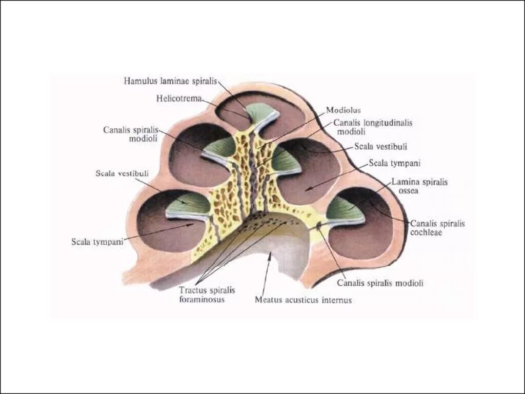 Строение костной улитки анатомия. Строение улитки уха человека. Внутреннее ухо анатомия строение улитка костная. Строение улитки внутреннего уха человека. 3 отдела улитки