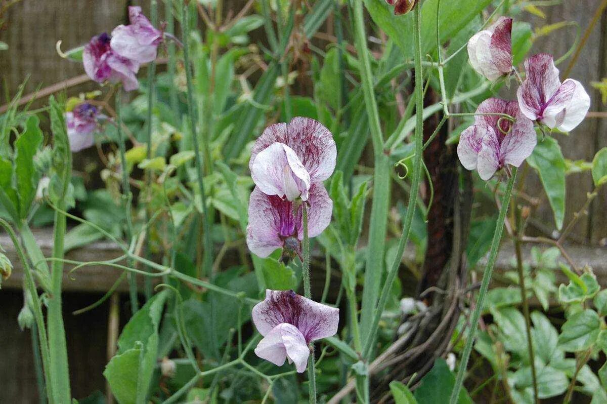 Чина многолетняя. Lathyrus odoratus. Горошек многолетний (чина посевная декоративная). Душистый горошек птичка певчая. Душистый горошек Риппл микс.