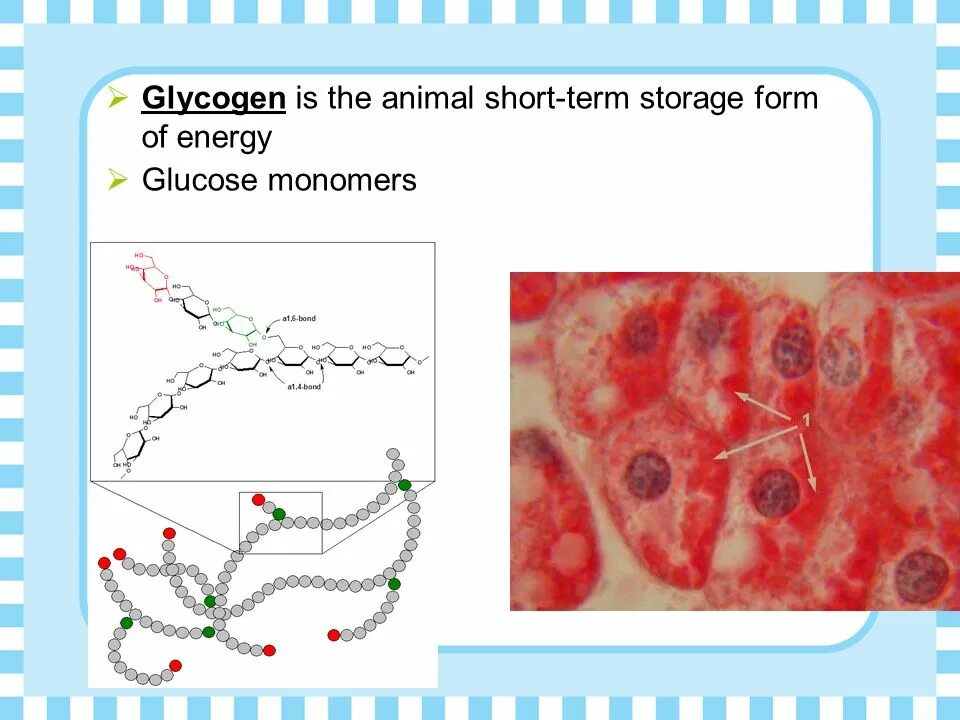Печень запасает гликоген. Гликоген рисунок. Гликоген состоит из.