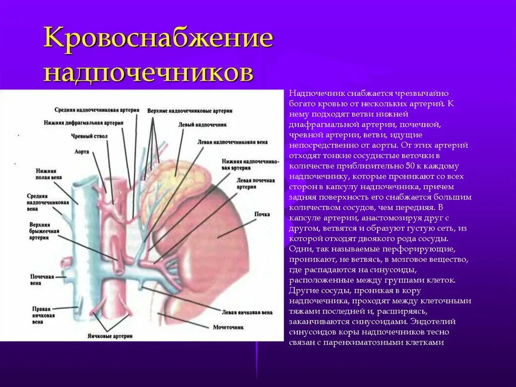 Кровоснабжение надпочечников. Мозговое вещество надпочечников. Кровоснабжение надпочечников гистология. Гиперфункция мозгового вещества надпочечников