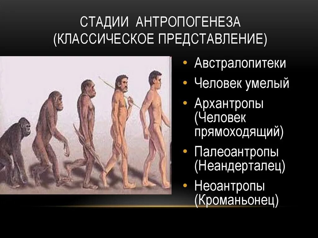 Какой стадии не было в эволюции. Человек прямоходящий этап антропогенеза. неандерталец кроманьонец человек умелый человек прямоходящий. стадии антропогенеза архантропы. эволюция человека стадии антропогенеза.