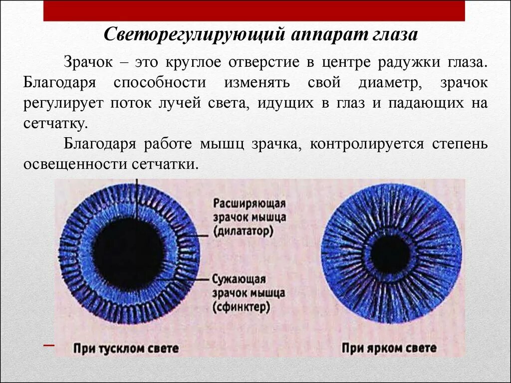 Зрачок глаза строение и функции. Функции оболочек глаза радужка. Строение зрачка и ее функции. Структура зрачка глаза.